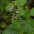 無柄荊芥 無柄荊芥