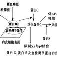 血漿纖溶酶原