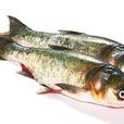 花鰱魚 花鰱魚