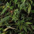 富寧香草 富寧香草