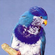 深藍吸蜜鸚鵡(青衣鸚鵡)