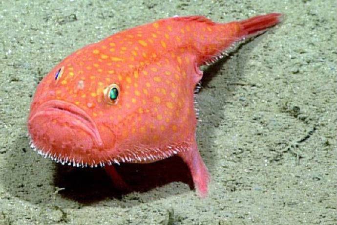 背眼躄魚 背眼躄魚