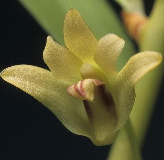 雙花石斛 雙花石斛
