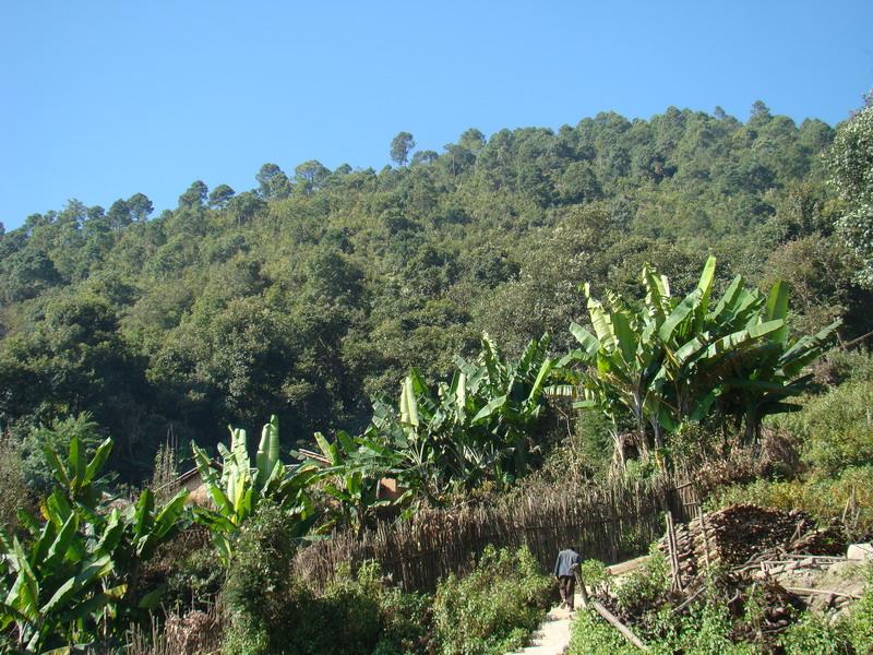 瑪姆瑤寨村生態林
