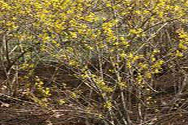 Forsythia × intermedia \x27Lynwood Variety\x27