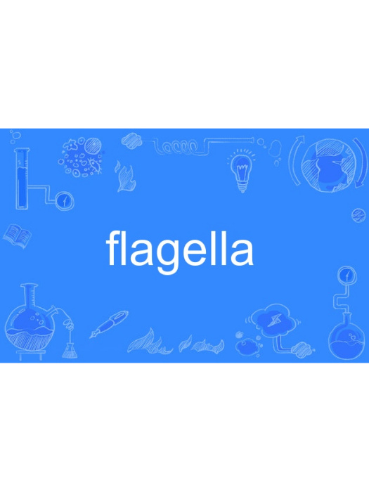 flagella flagella