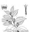 重慶山茶 重慶山茶