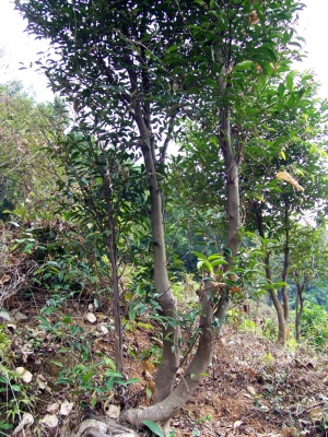 印尼沉香樹