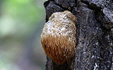 野生猴頭菇