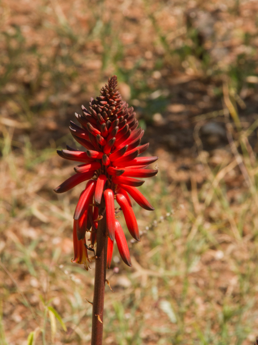 Aloe ukambensis