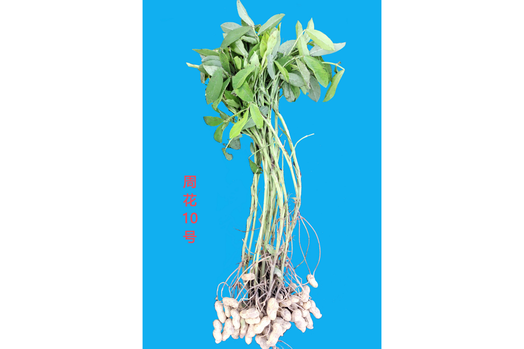 周花10號 周花10號