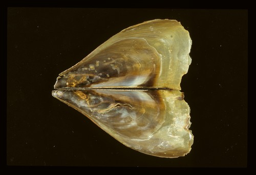牛角江珧蛤