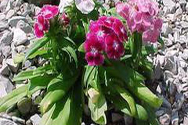 Dianthus barbatus Dianthus barbatus