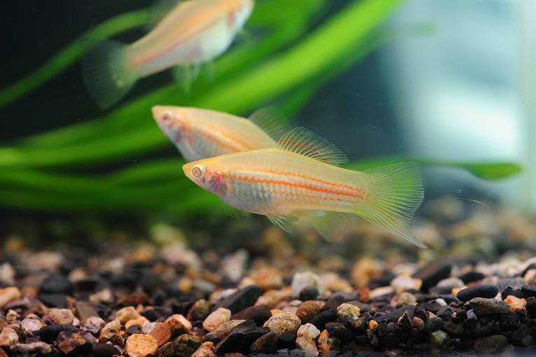 金劍魚 金劍魚
