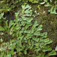 藍叉苔 藍叉苔