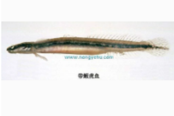 帶鰕虎魚