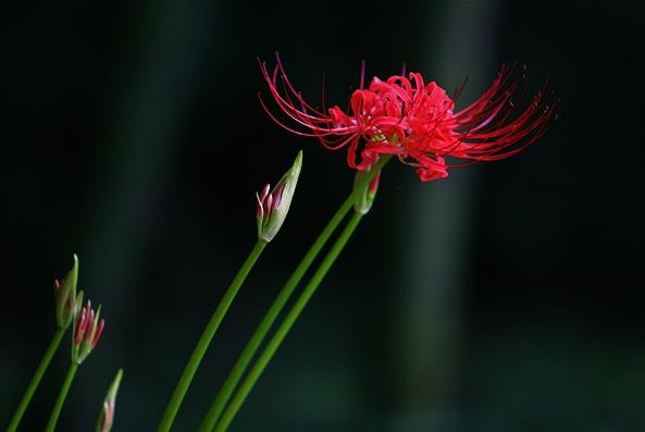 彼岸花智慧花，葉為花落，自修無襯，固最絢