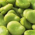 蠶豆中毒 蠶豆中毒