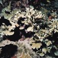 拉提斯特濱珊瑚