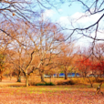 雞林(韓國公園) 雞林(韓國公園)