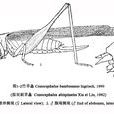 竹草螽 竹草螽