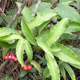 八爪金龍(紫金牛科植物) 八爪金龍(紫金牛科植物)