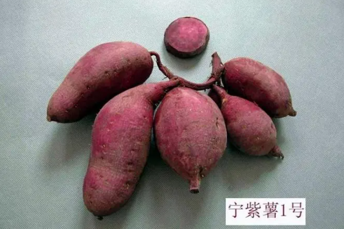 寧紫薯1號 寧紫薯1號