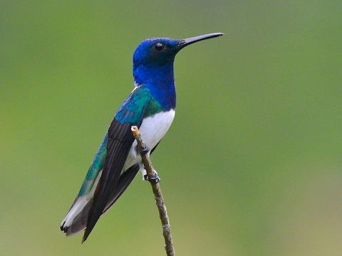 白頸蜂鳥