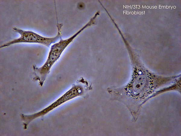 小鼠胚胎成纖維細胞