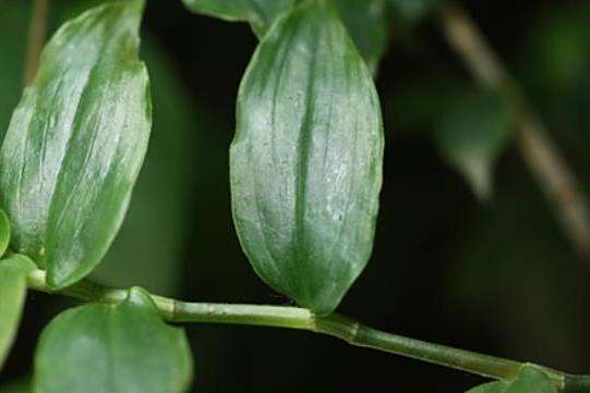 Tradescantia fluminensis Tradescantia fluminensis