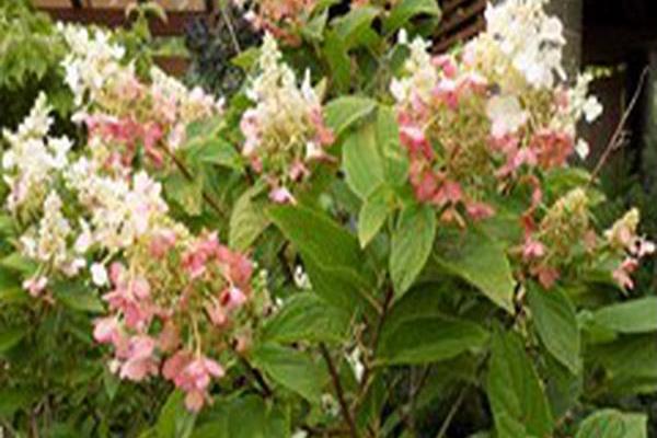 Hydrangea paniculata \x27Dvppinky\x27 PINKY-WINKY