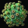 濕疣hpv 濕疣hpv