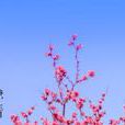 春三月 春三月
