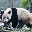 泰山(世界最知名的大熊貓)
