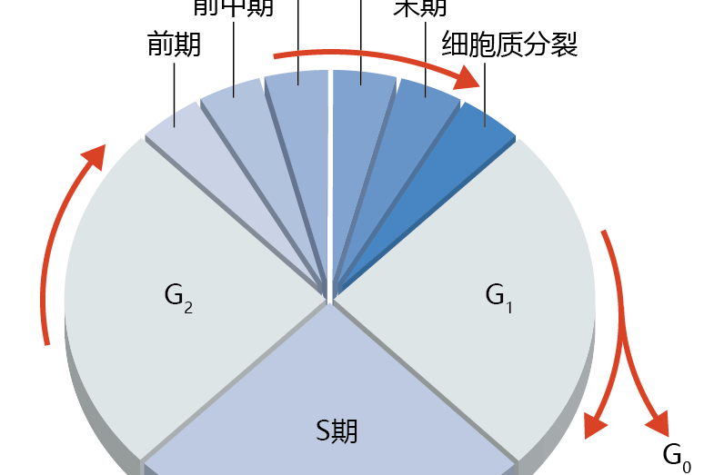 前期(生物學術語) 前期(生物學術語)