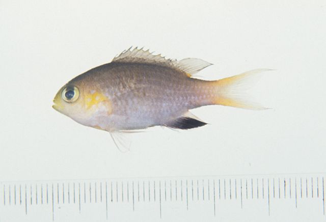 侏儒光鰓魚 侏儒光鰓魚