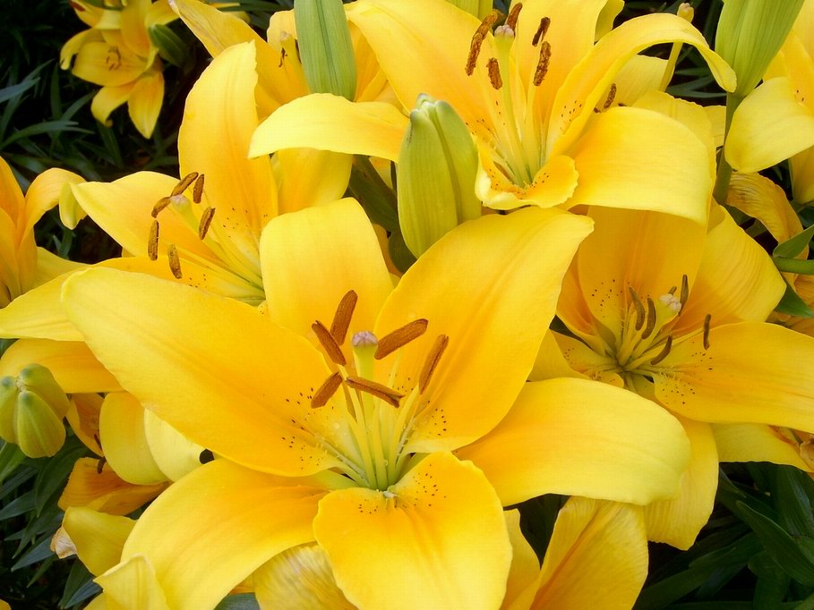 黃色百合花