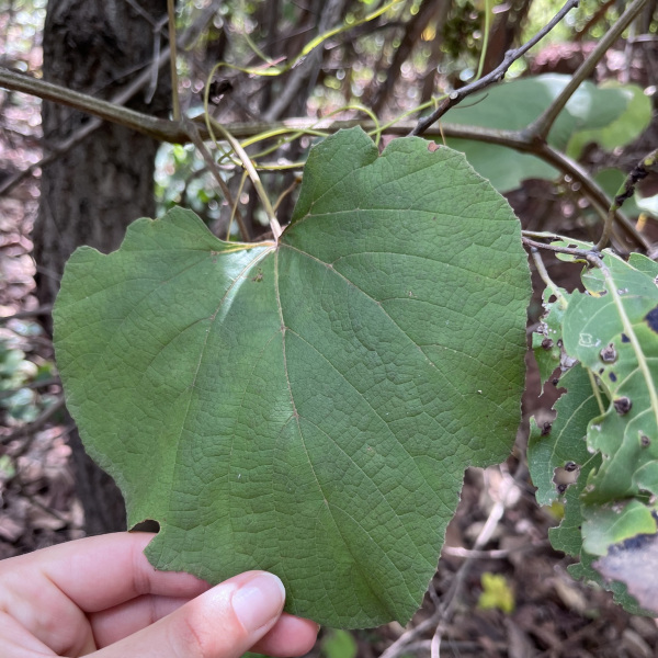 Ampelocissus leonensis