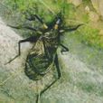 金鐘(直翅目蟋蟀科動物) 金鐘(直翅目蟋蟀科動物)