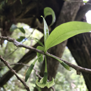 Nothocestrum longifolium