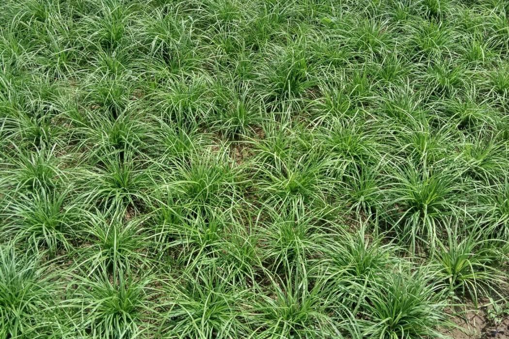 秀麗苔草