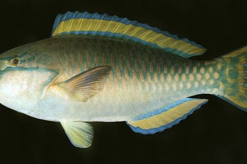 綠鸚嘴魚屬 綠鸚嘴魚屬