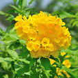 黃鐘花 黃鐘花