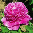 魏花牡丹