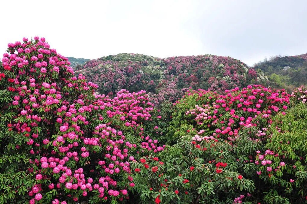 紫玲杜鵑 紫玲杜鵑