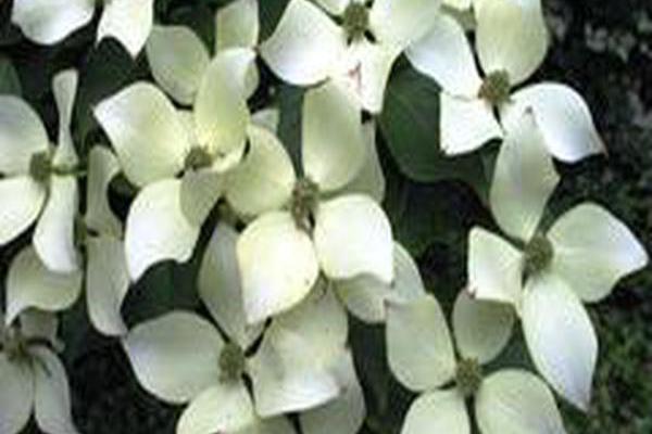 Cornus kousa var. chinensis \x27Milky Way\x27 Cornus kousa var. chinensis \x27Milky Way\x27