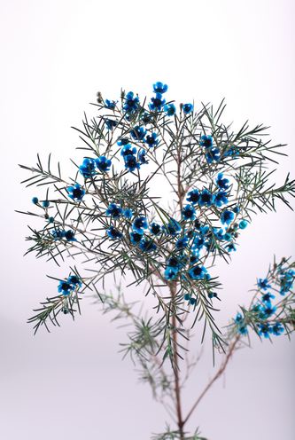 染色而成的藍色蠟花