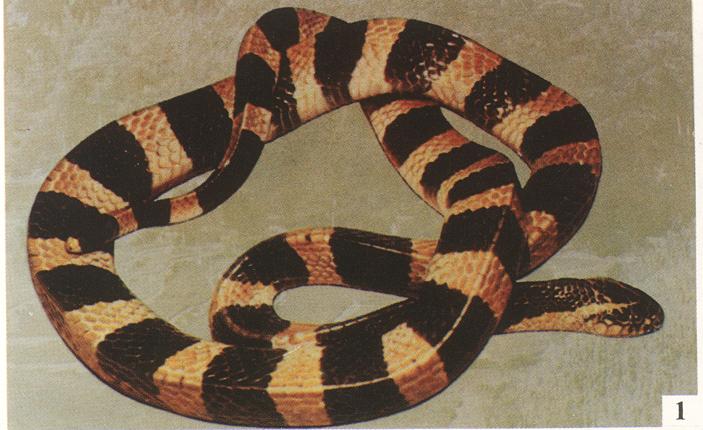 蛇鱗片屬角質鱗