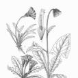 琴葉厚喙菊 琴葉厚喙菊