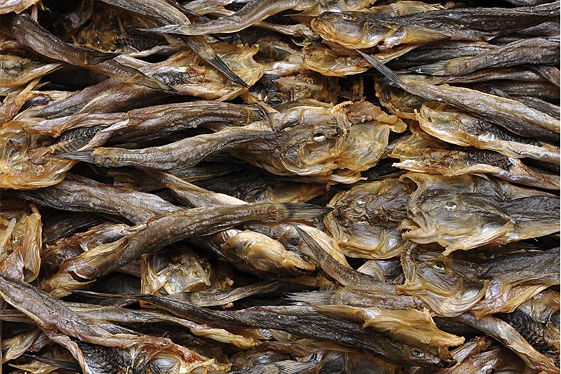 晾鯰魚乾 晾鯰魚乾